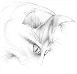 katze