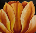 tulpe_1