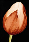 tulpe_2