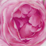 ,rose:1
