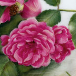 rose_2
