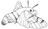 hummel