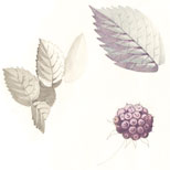 brombeeren