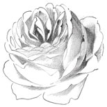 rose_1