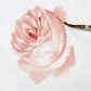rose_3