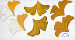 ginkoblaetter